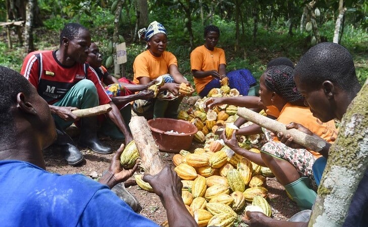 Prix du Cacao : La Côte d'Ivoire et le Ghana imposent leur diktat