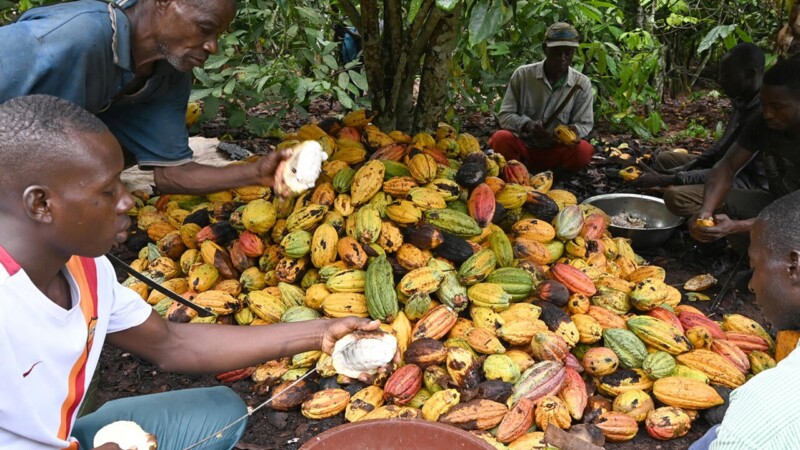 Campagne Cacaco-Café 2023-2024: Les nouveaux prix du kilogramme fixés