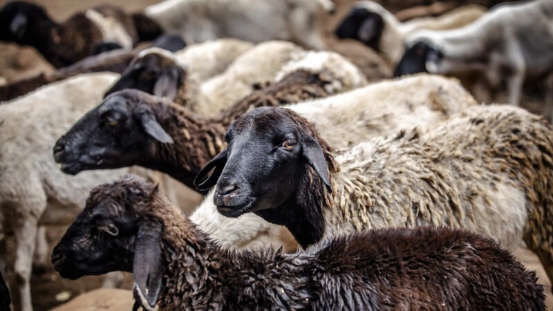 Côte d'Ivoire : La peste des petits ruminants coûte plus de 20 milliards FCFA par an - Afrique sur 7