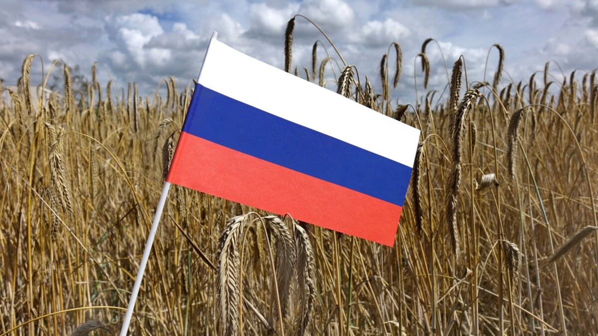 Cameroun : une cargaison de 25 000 tonnes de blé russe déchargée à Douala