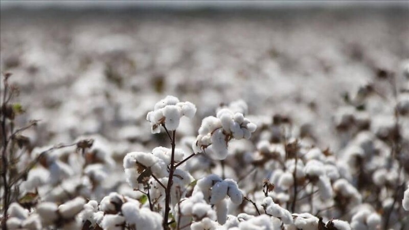 Production de Coton en Afrique