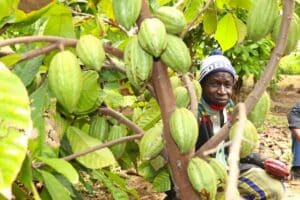 Cacao : le Burkina Faso veut détrôner la Côte d'Ivoire