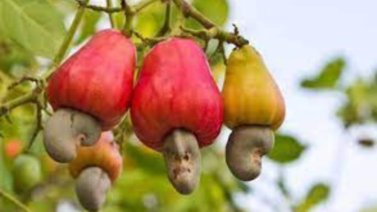 Côte d’Ivoire : le prix de cajou fixé à 275 F CFA/kg