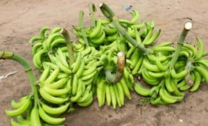 Exportateurs de bananes en Afrique : la Côte d'Ivoire, 1er devant le Cameroun