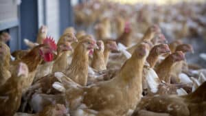 Niger : nouvelle apparition de grippe aviaire à Niamey