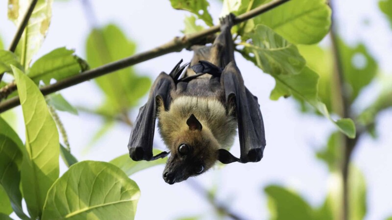 Burkina Faso: la consommation des chauves-souris interdite