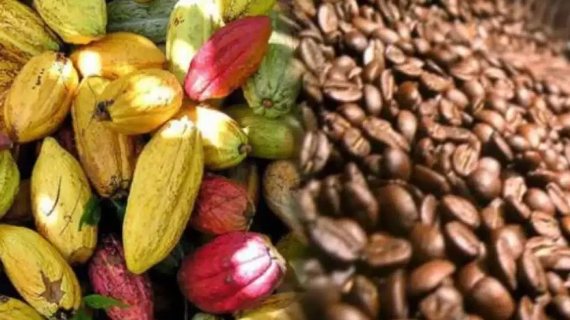 Cacao : "Nous n'avons pas le même niveau de production", la Côte d'Ivoire justifie la différence de prix avec le Cameroun