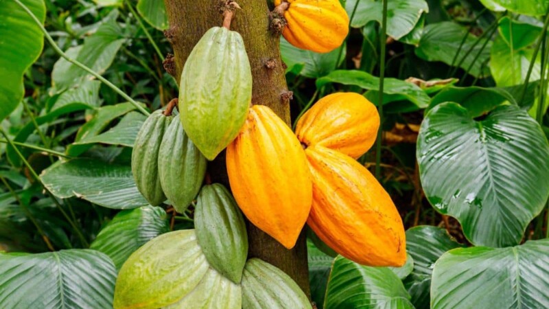 Le coût du cacao passe la barre de 6000 FCFA/Kg