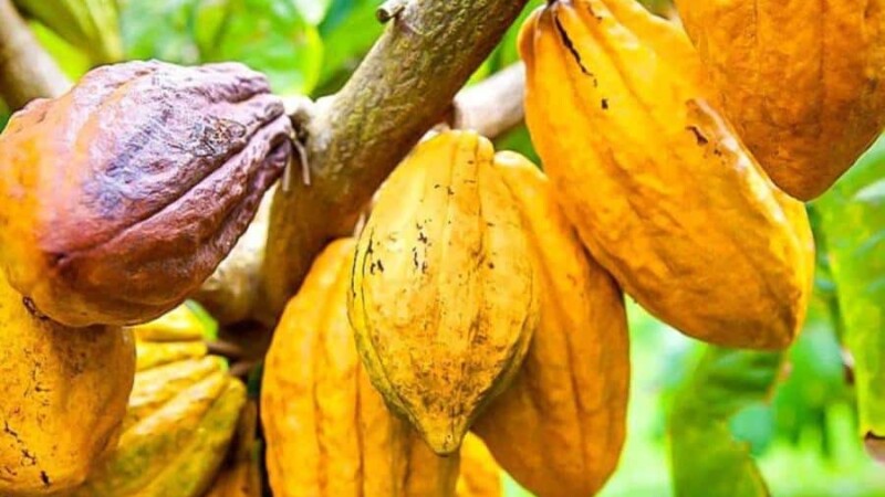 Côte d'Ivoire : voici le nouveau prix du cacao