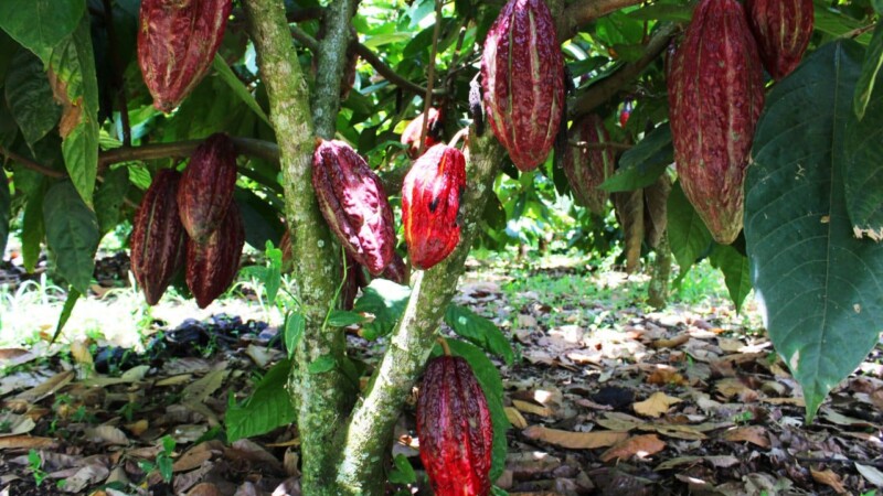 Le PDCI réclame une revalorisation du prix du cacao ivoirien