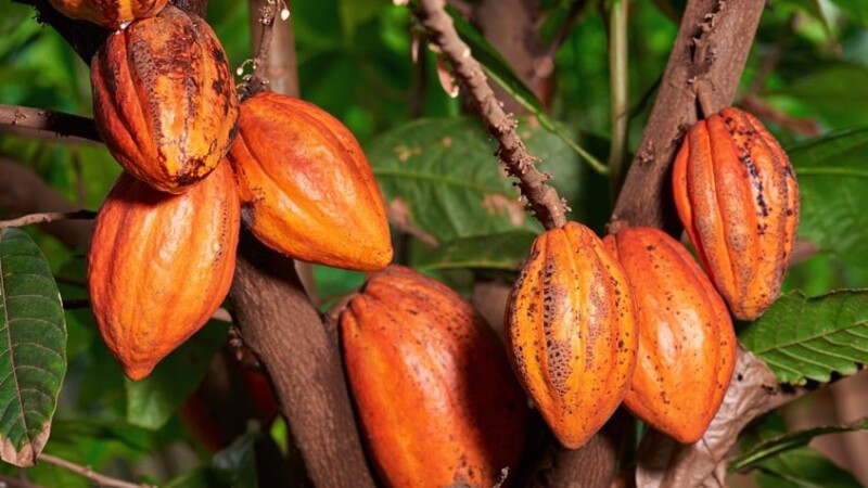 Cacao de Côte d'Ivoire