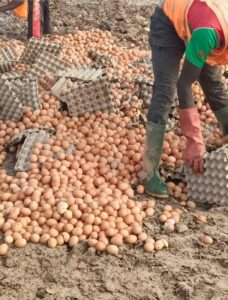 Burkina Faso : 60 480 œufs saisis et détruits