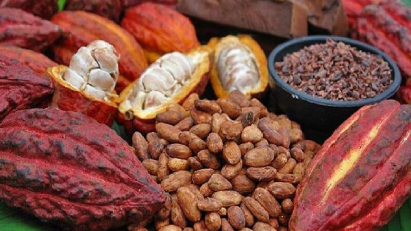 Madagascar : le cacao passe à 3 000 FCFA/Kg, hausse historique