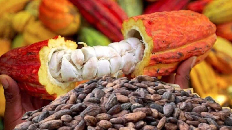 Achat de Cacao en Côte d'Ivoire : le CCC prend une nouvelle mesure contre la fraude