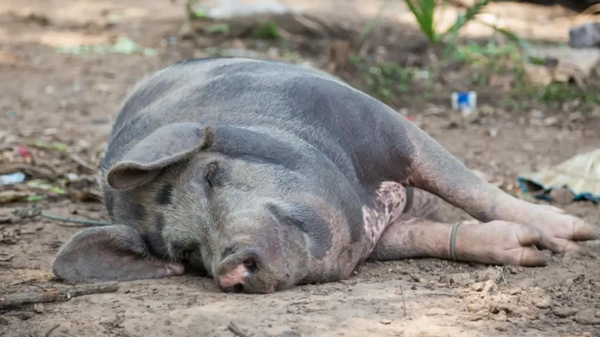 Côte d'Ivoire: une épidémie de peste porcine déclaré à Daloa