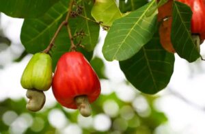 Côte d'Ivoire : le prix du cajou chute