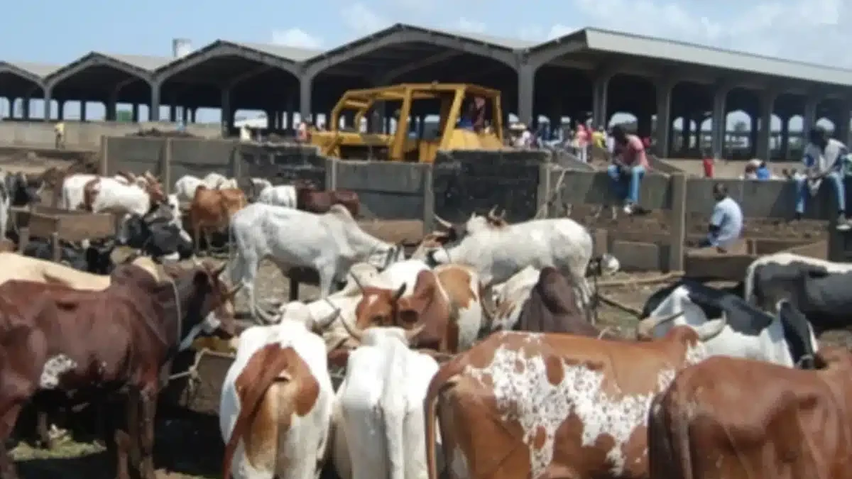 District d'Abidjan: le parc à bétail de l'abattoir de Port-Bouët délocalisé