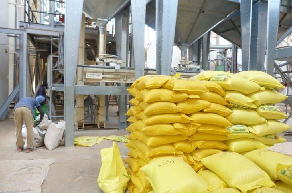 La Côte d'Ivoire veut construire des unités industrielles de transformation de riz