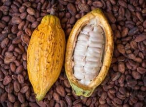 Côte d'Ivoire : le prix du cacao légèrement augmenté