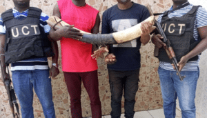 Côte d'Ivoire : 2 trafiquants d'ivoire arrêtés à Yopougon