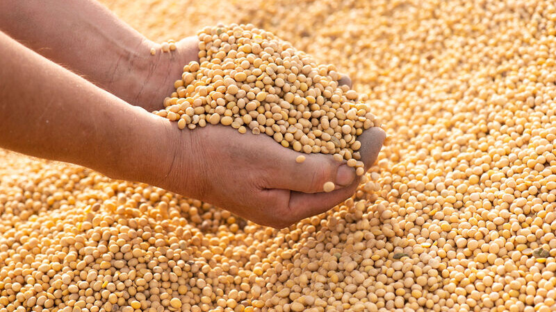 Togo : le prix du soja passe à 250f le Kg