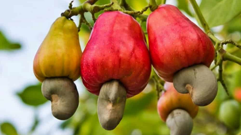 Burkina Faso : le prix d'achat de la noix de cajou revu à la hausse en 2025