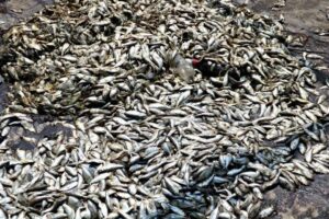 Côte d'Ivoire : des poissons retrouvés morts à la lagune Ouladine