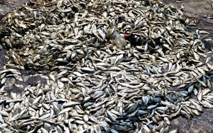 Côte d'Ivoire : des poissons retrouvés morts à la lagune Ouladine