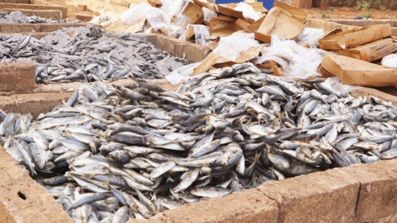 Innovation au Burkina Faso : des tonnes de poissons avariés transformés en engrais