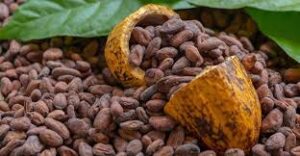 Cacao