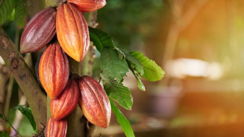 Côte d'Ivoire : coup dur pour le cacao