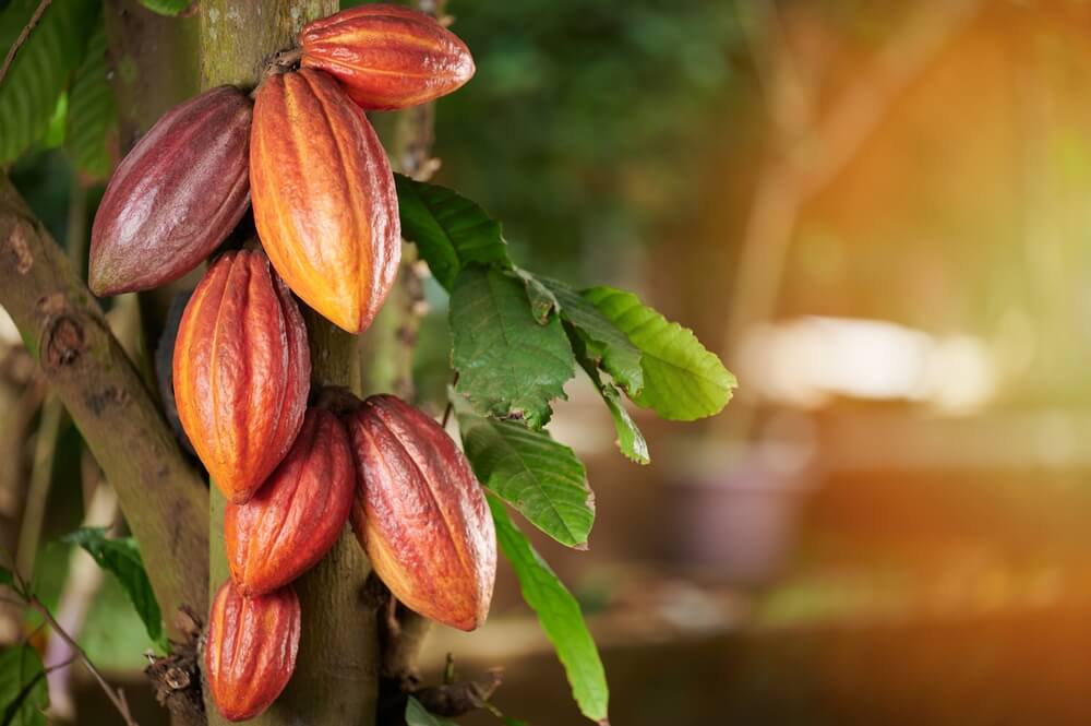 Côte d’Ivoire : coup dur pour le cacao