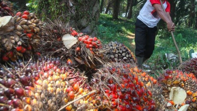Côte d'Ivoire