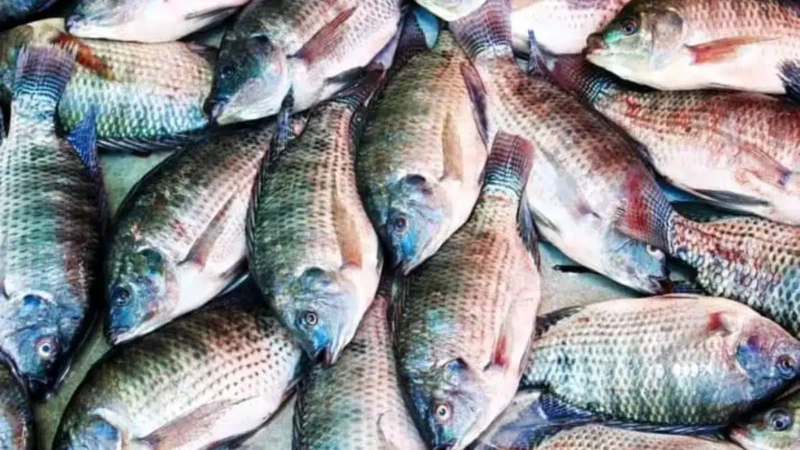 Côte d’Ivoire : 50 tonnes de poissons détruites