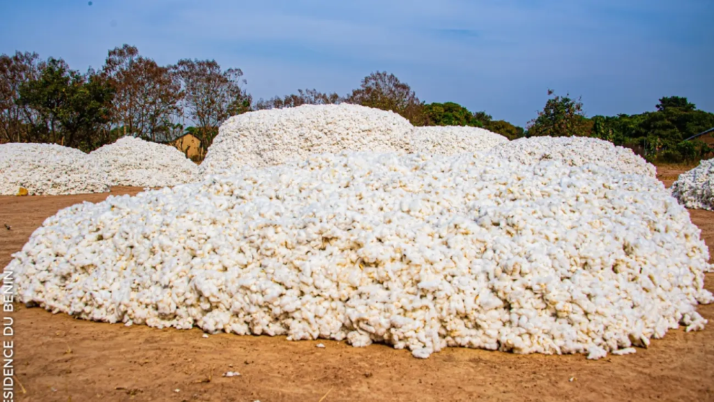 Le Bénin s’impose dans la production de Coton en Afrique de l’Ouest 2 Bénin