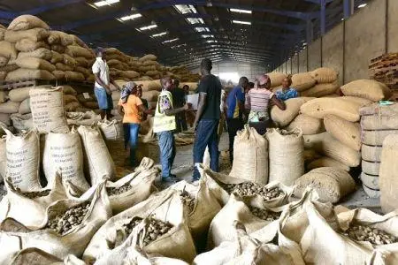 Le cajou en Côte d’Ivoire : la transformation locale bondit, voici les raisons