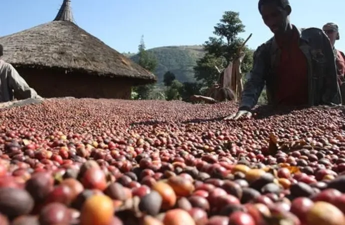 Ethiopie- Café