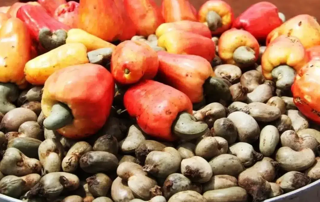 Guinée-Bissau