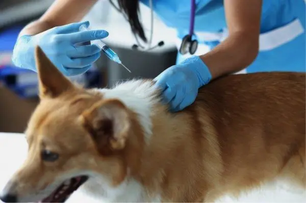 Le Togo lance une campagne nationale de vaccination animale