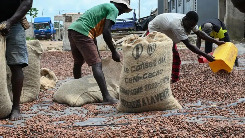 Cacao - Côte d'Ivoire