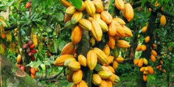 Ghana- Cacao : le prix d’achat aux planteurs en baisse