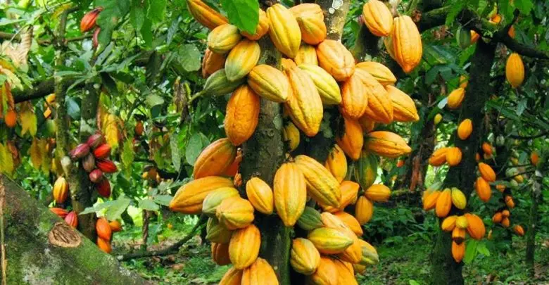 Cacao : le Cameroun profite de la Côte d’Ivoire