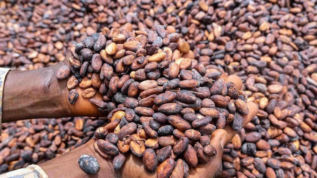Cacao au Ghana : une augmentation de prix qui cache la misère