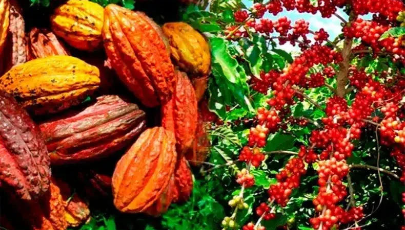 Café-cacao - Côte d'Ivoire