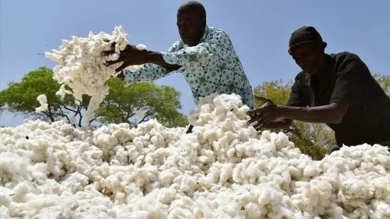 Coton - Côte d'Ivoire