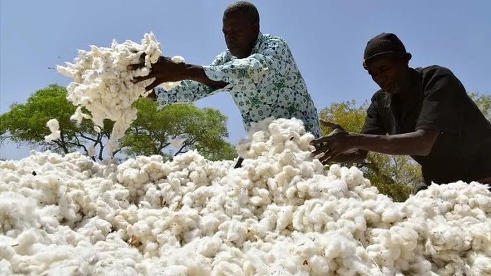 Coton 2025-2026 : la Côte d’Ivoire fixe le prix du Kilo