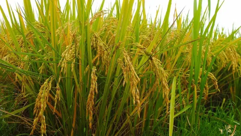 Côte d'Ivoire : 68,350 milliards FCFA pour soutenir la filière riz