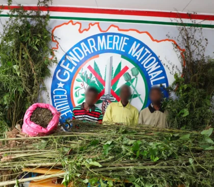 Côte d'Ivoire : 2267 plants de cannabis détruits dans 3 champs