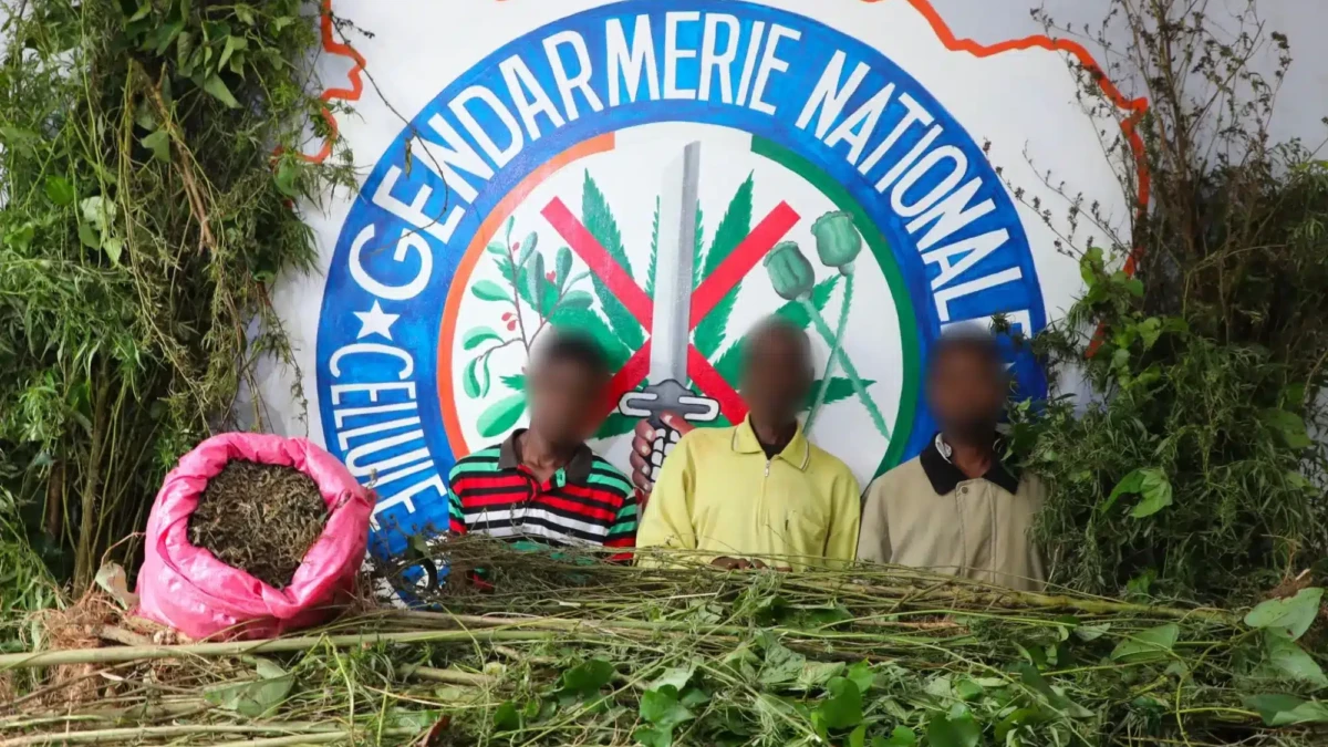 Côte d'Ivoire : 2267 plants de cannabis détruits dans 3 champs