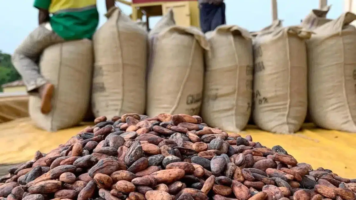 Côte d'Ivoire : baisse drastique du prix de cacao